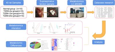 Untargeted metabolomics reveals dynamic changes in metabolic profiles of rat supraspinatus tendon at three different time points after diabetes induction